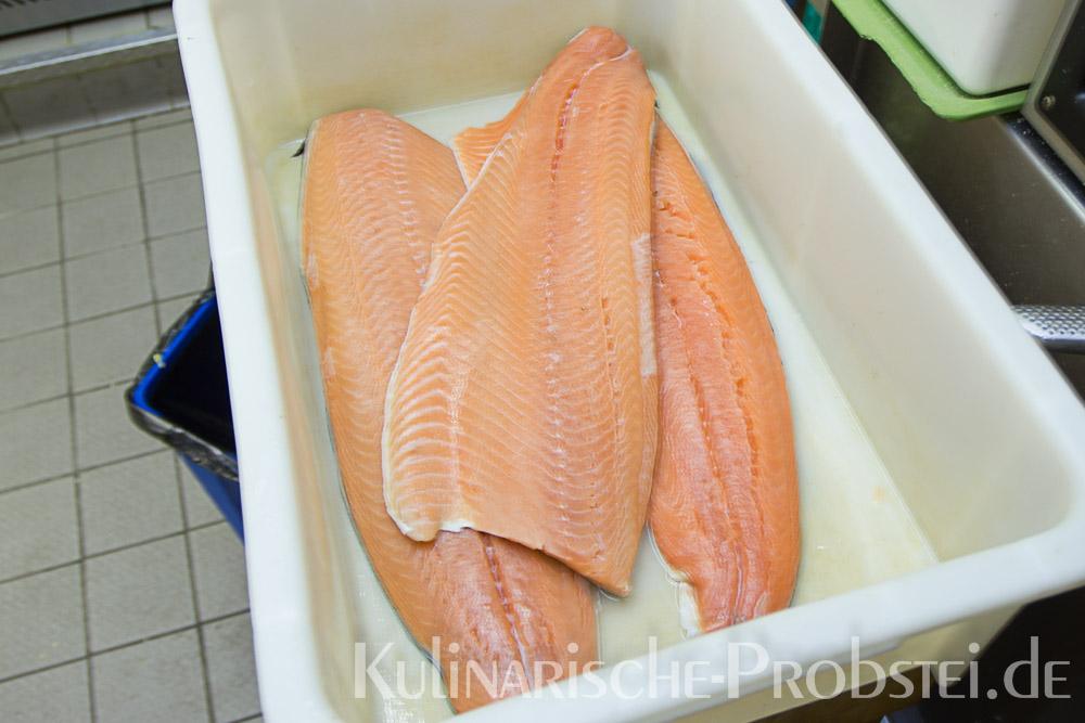 ostseelachs-in-sauer-1-01